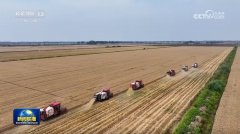 、山东等小麦从产区正正在加快扶植“平